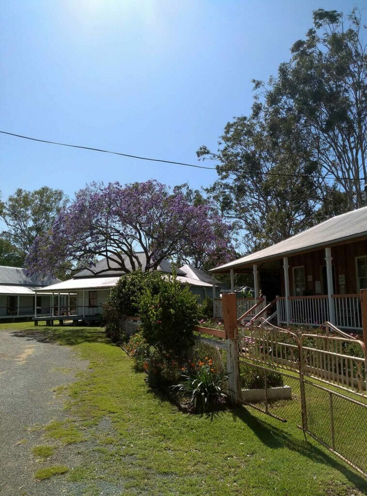 A beautiful Jacaranda tree at the Calliope River Historical Village